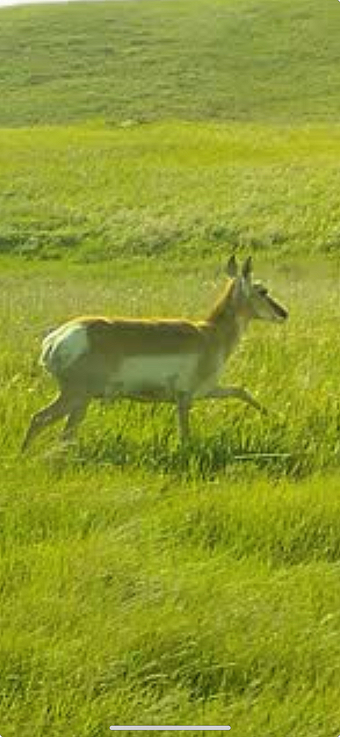 Antelope