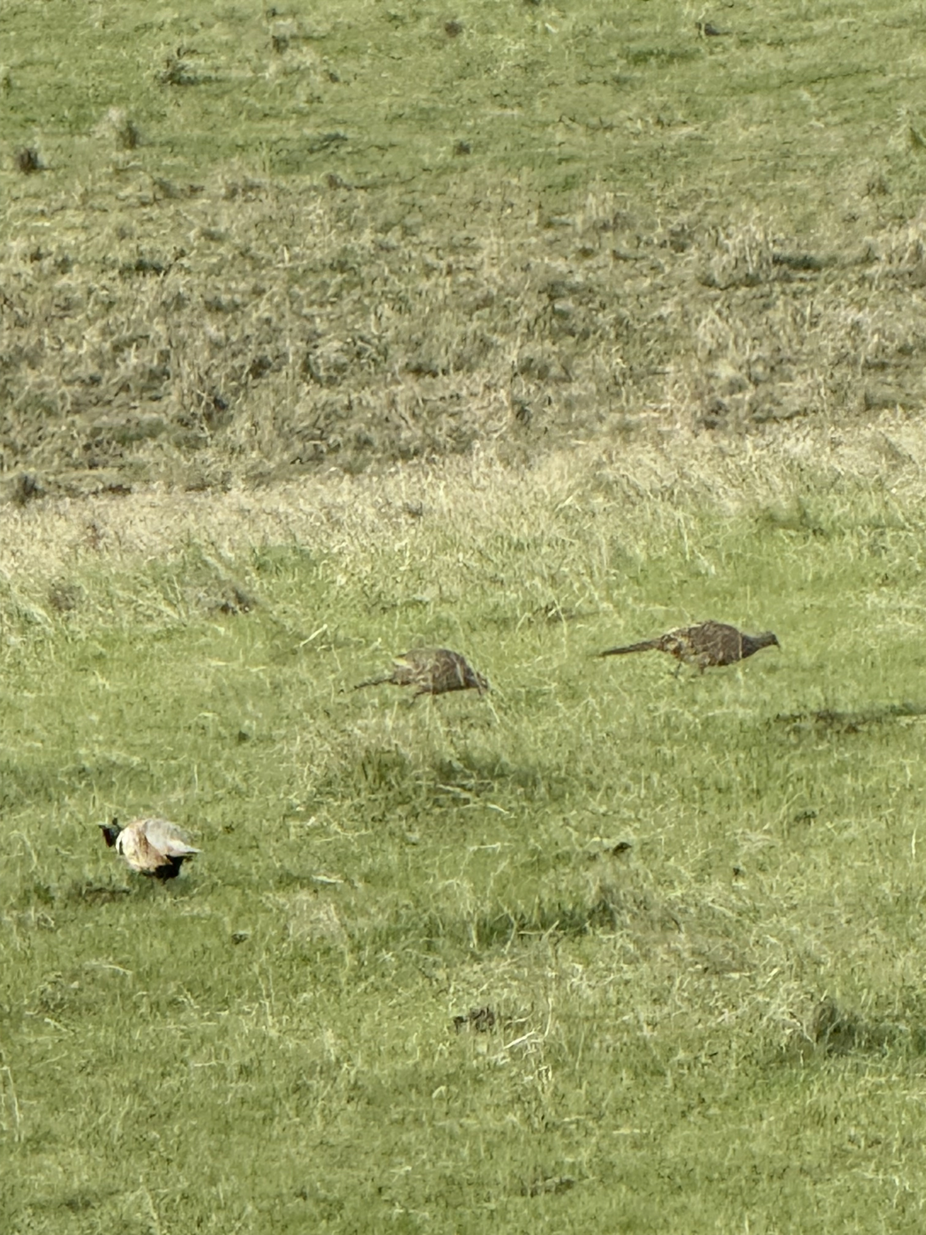Mating Season