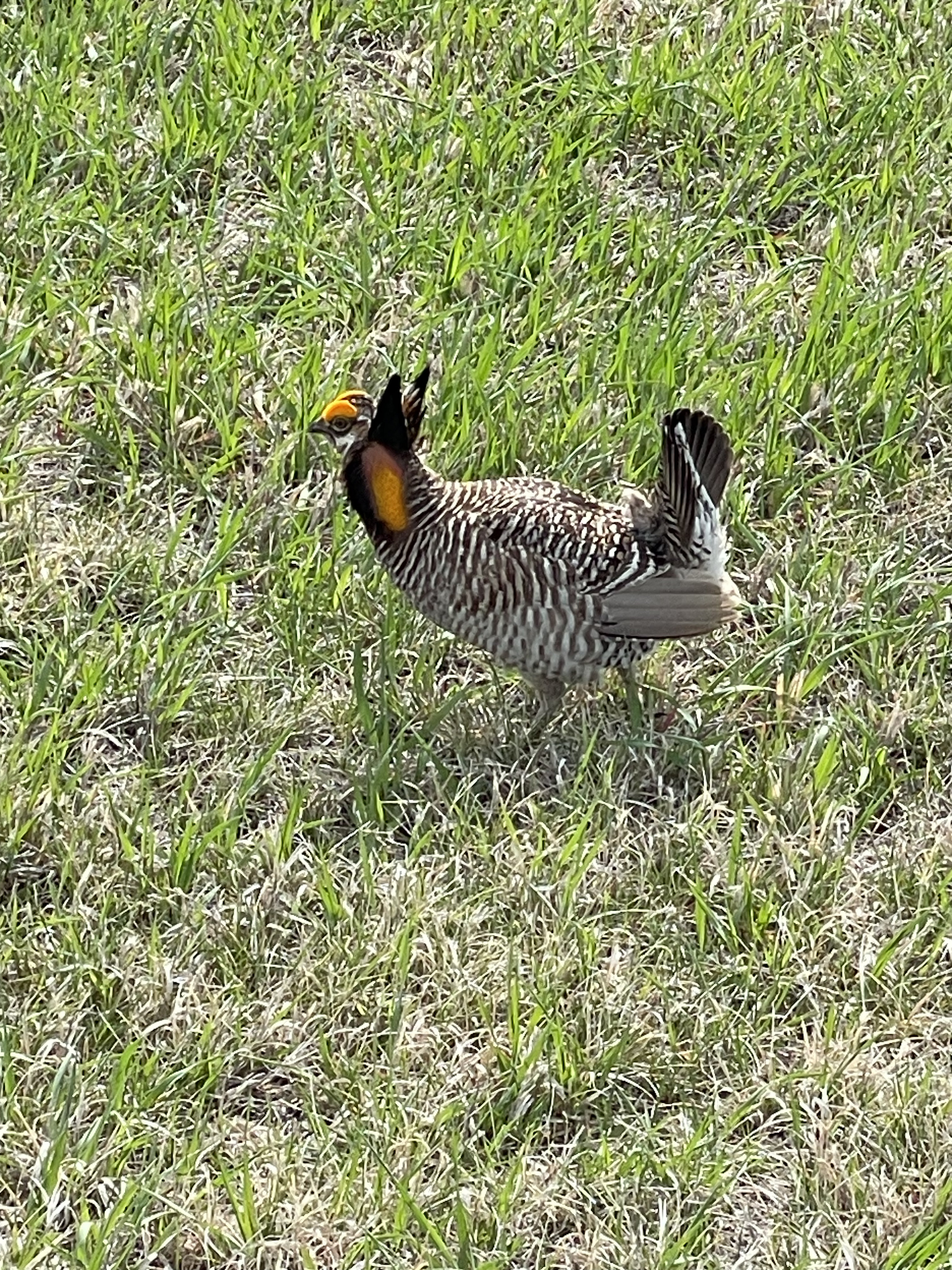 Prairie Chicken