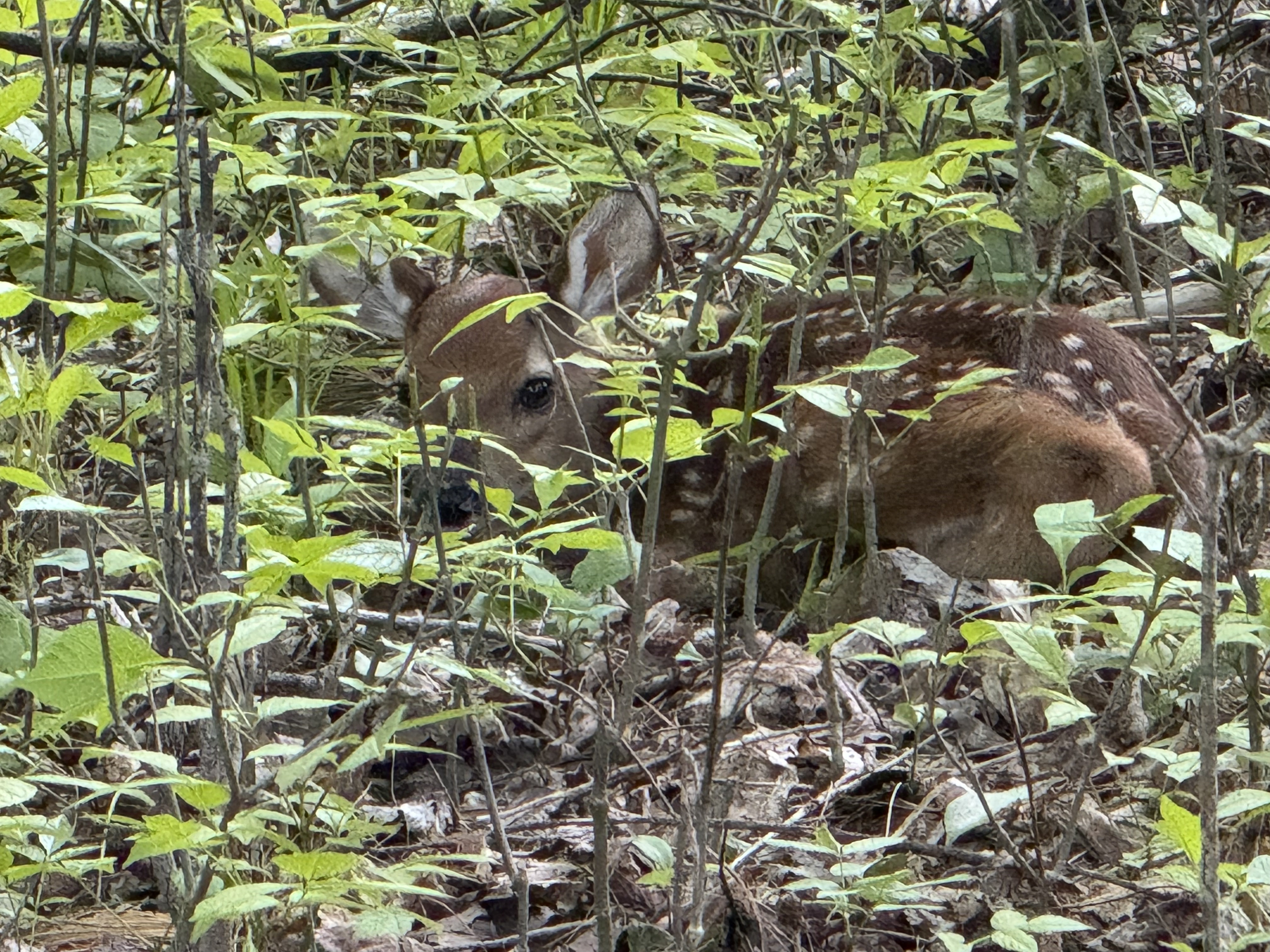 Fawn
