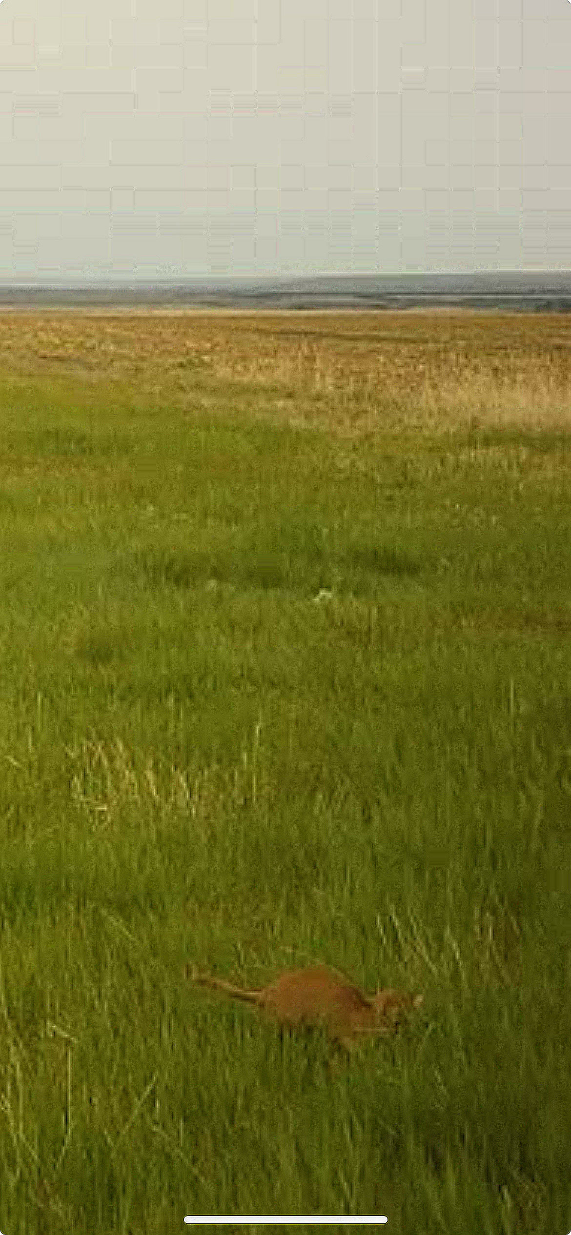 mountain Lion