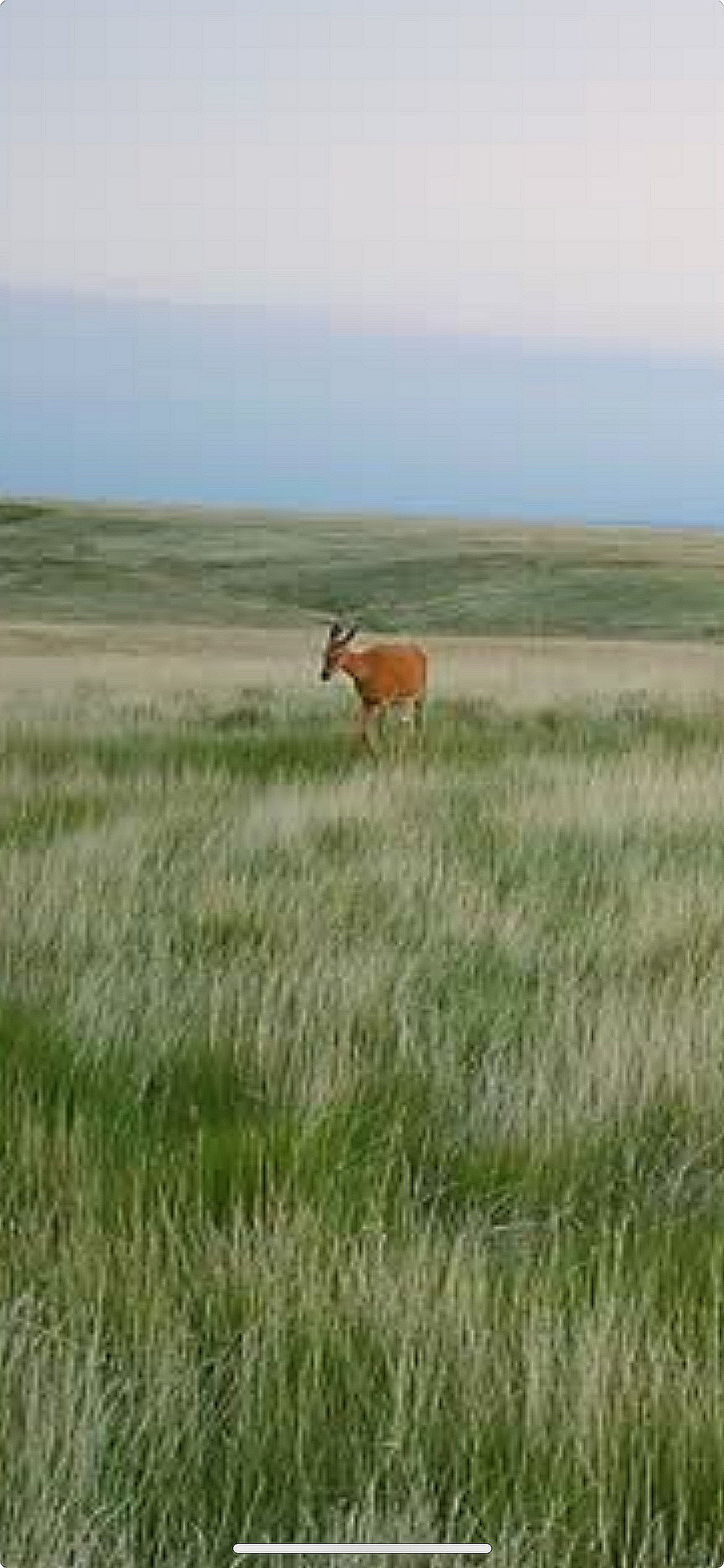 Mule deer