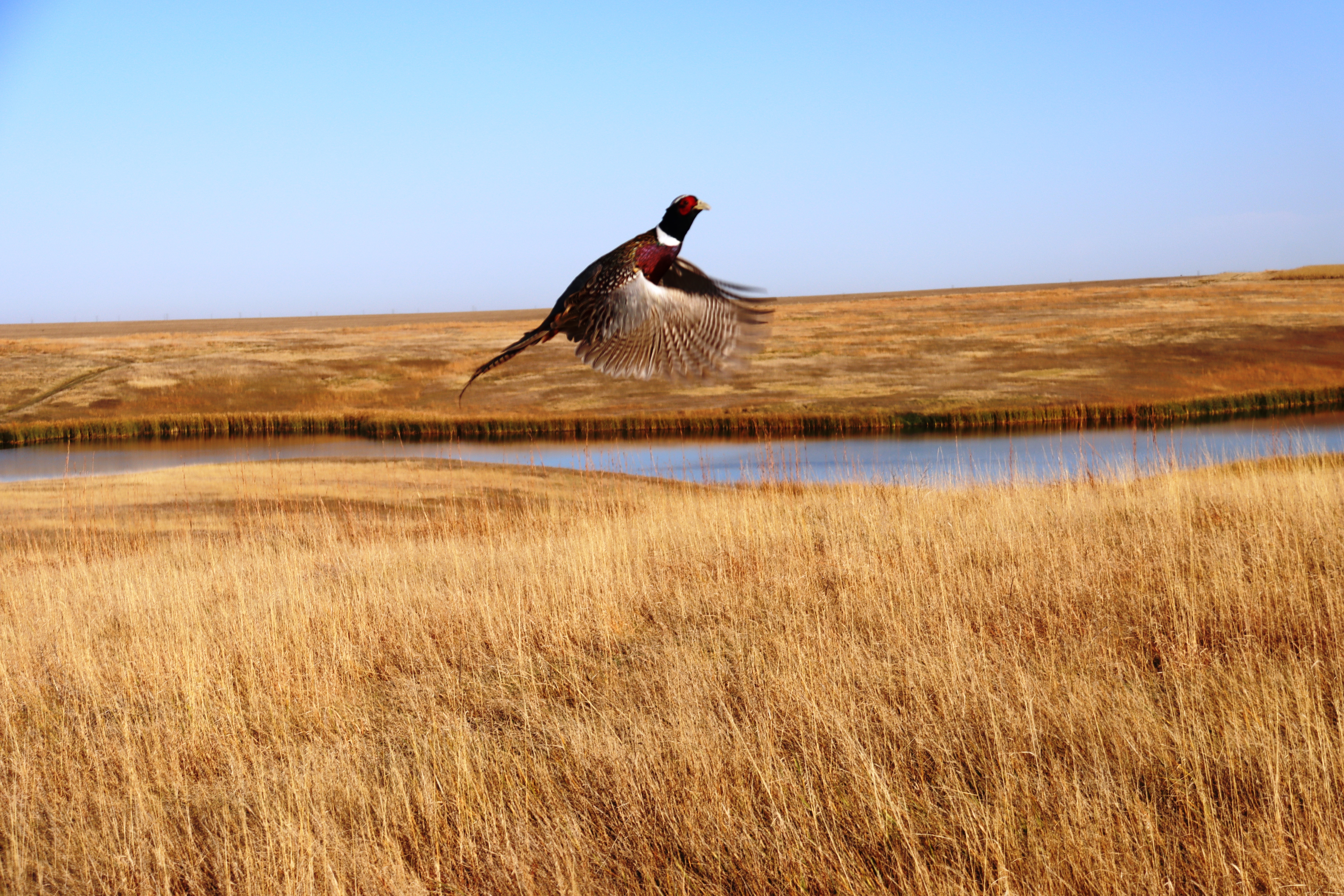 Pheasant in flight