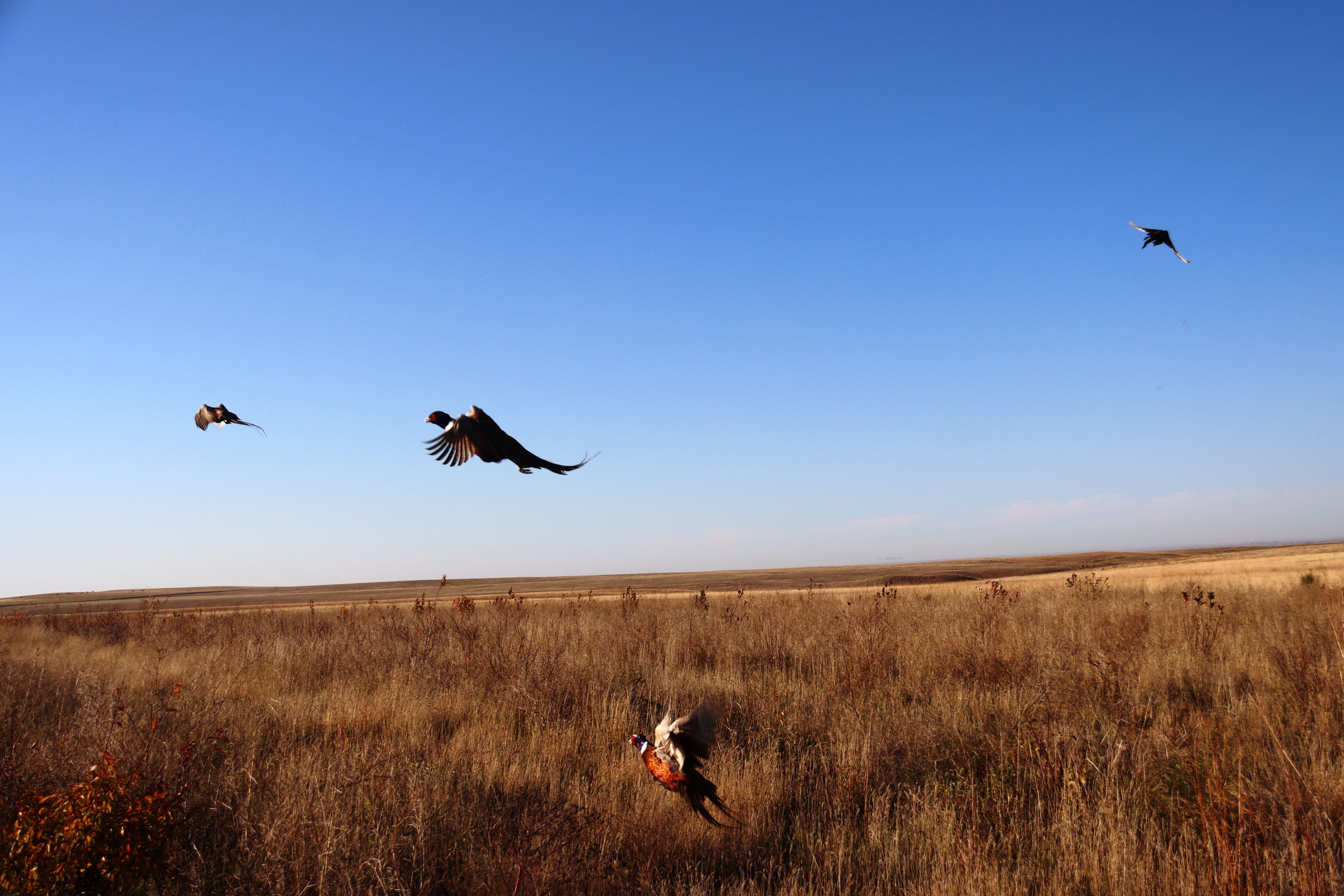 Pheasants