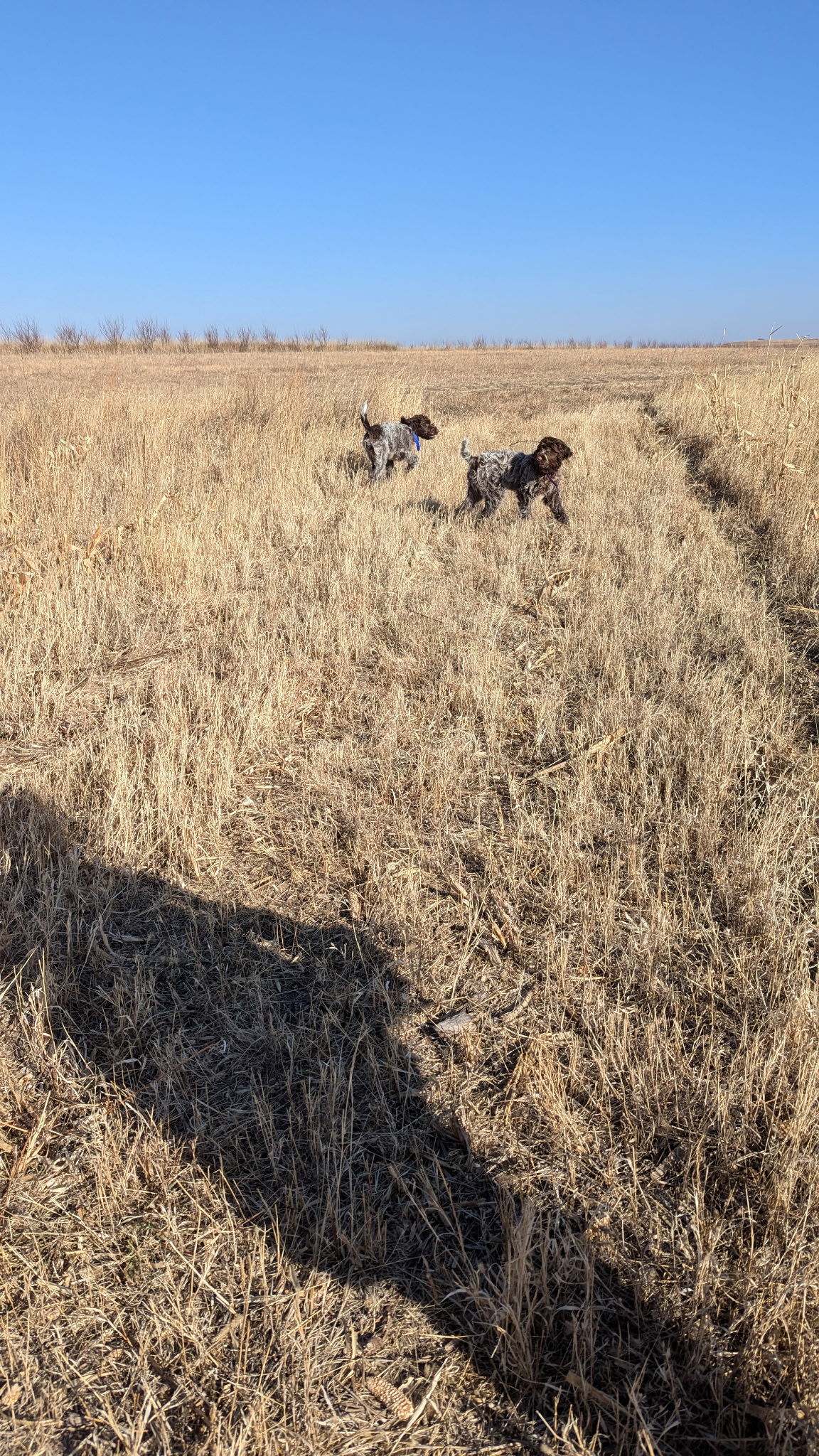 Hunters in Training