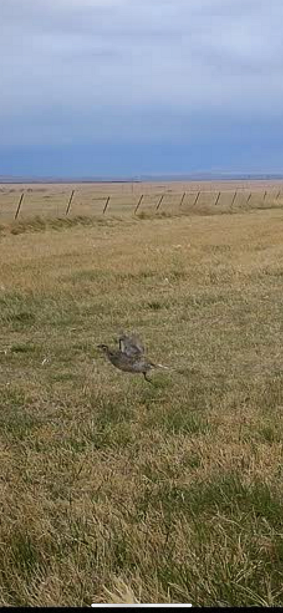 Sharptail