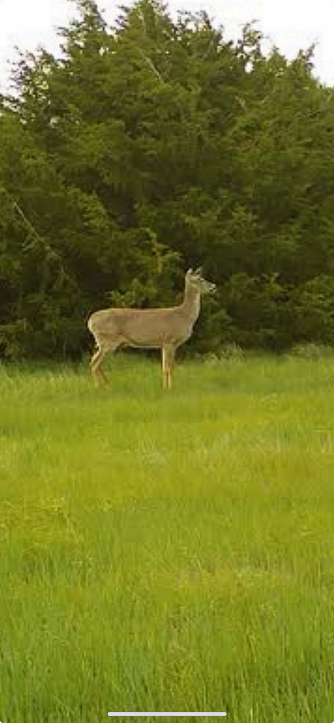 Whitetail